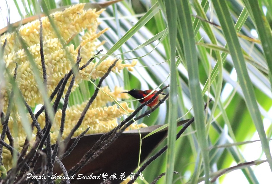 Purple-throated Sunbird - ML240516221