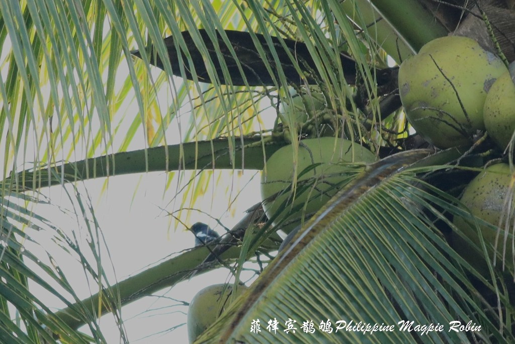 Philippine Magpie-Robin - ML240516491