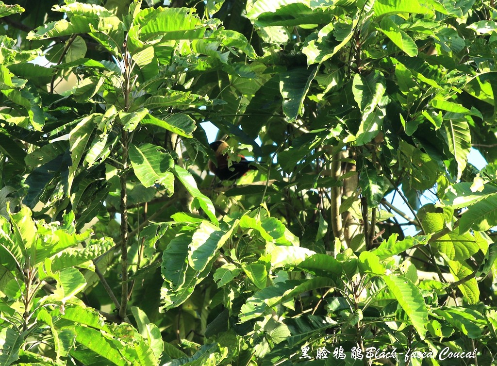 Black-faced Coucal - ML240516561