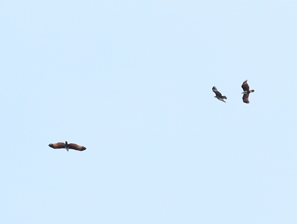 Brahminy Kite - ML240517691