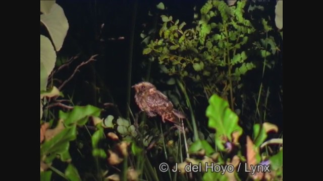 Spot-tailed Nightjar - ML240517741