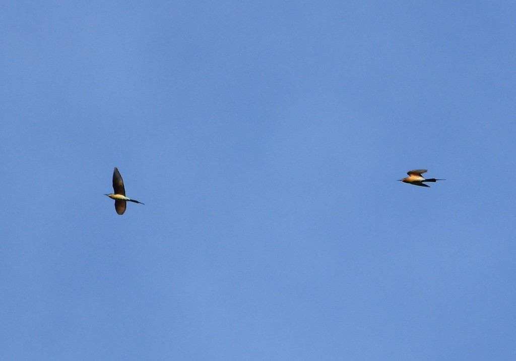 Blue-tailed Bee-eater - Qiang Zeng