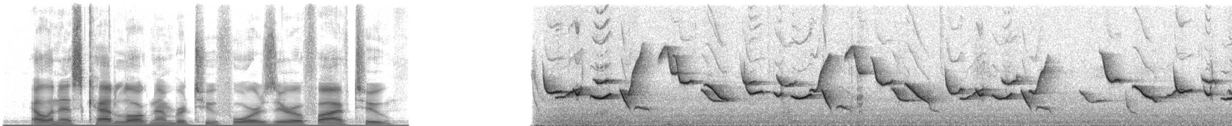 Поплітник інкійський - ML24052