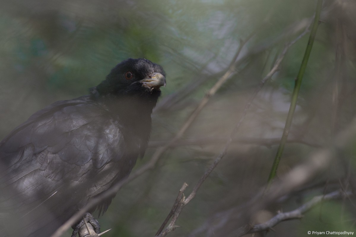 Asian Koel - ML240521151