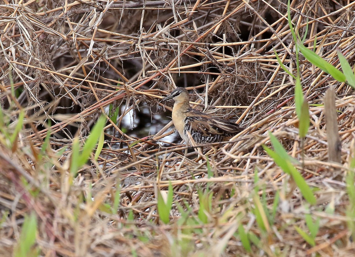 Yellow-breasted Crake - ML240521901