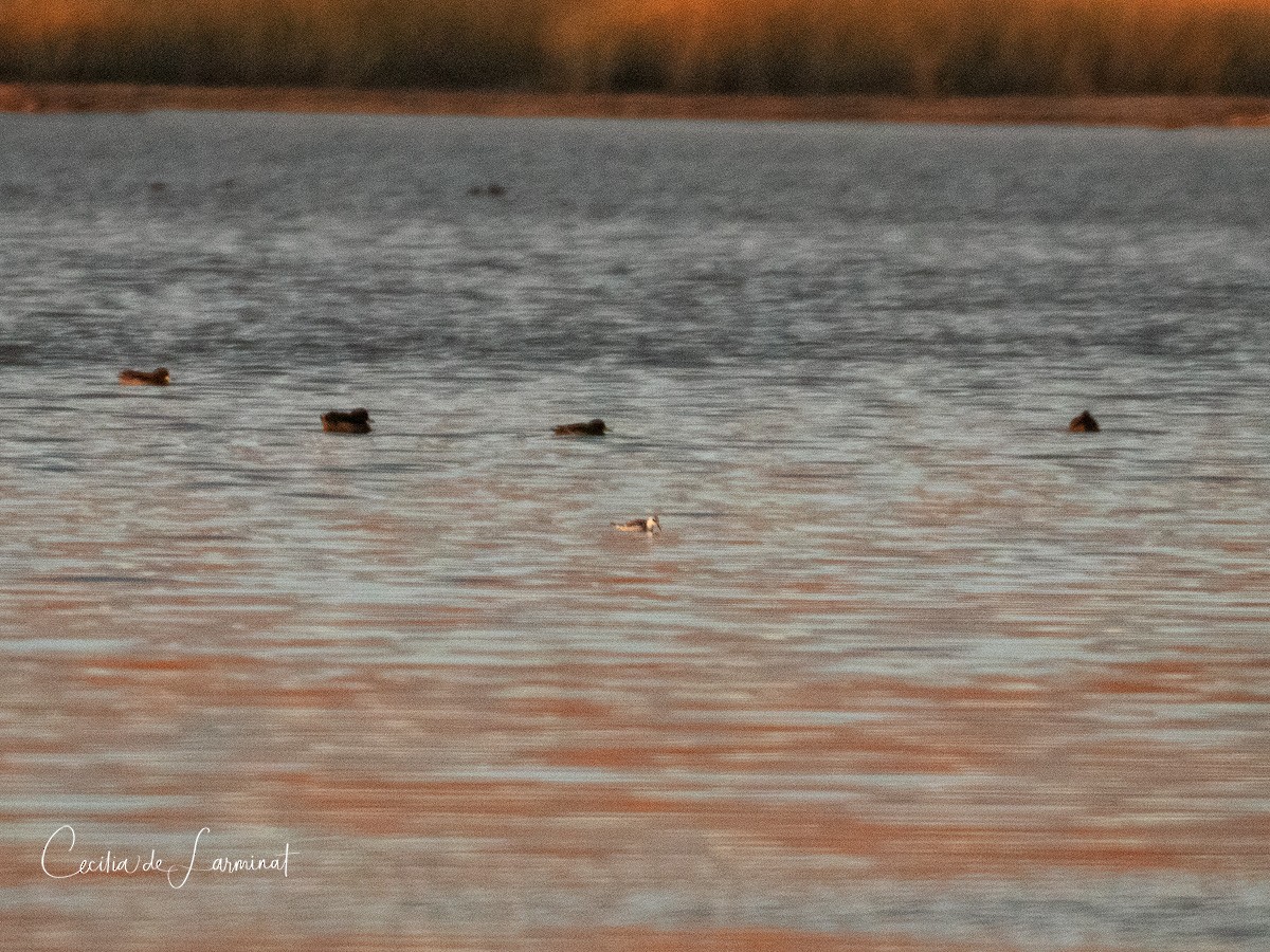 Phalarope à bec étroit - ML240523121