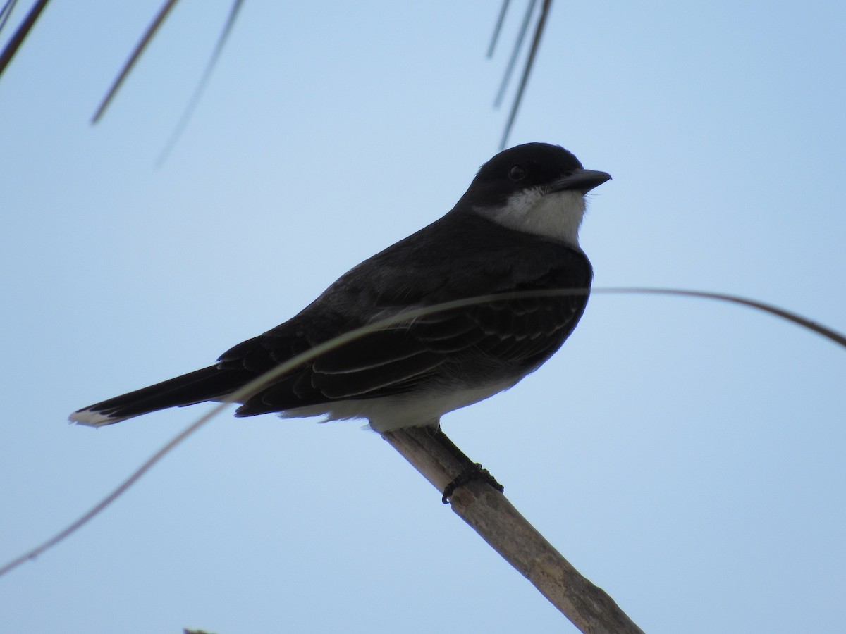 Eastern Kingbird - ML240523301