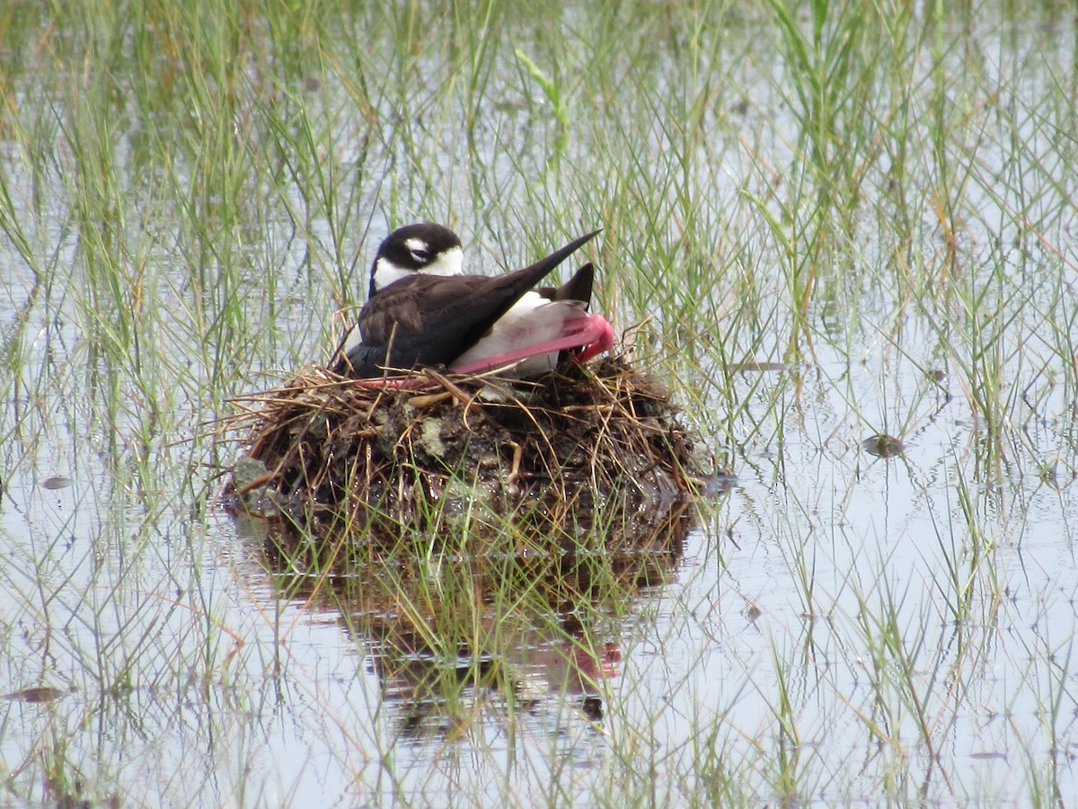 Black-necked Stilt - ML240523371