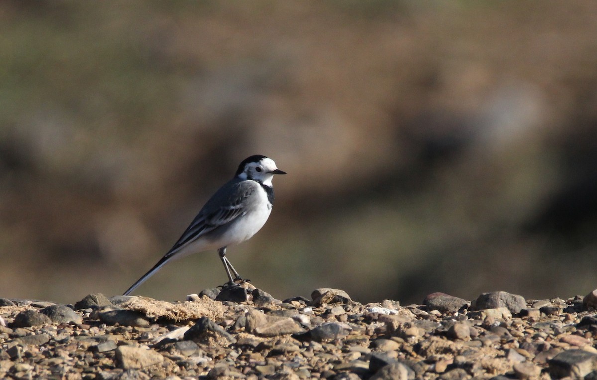 White Wagtail - ML240524071