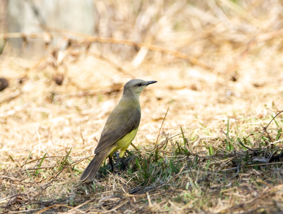 ウシタイランチョウ - ML240526601