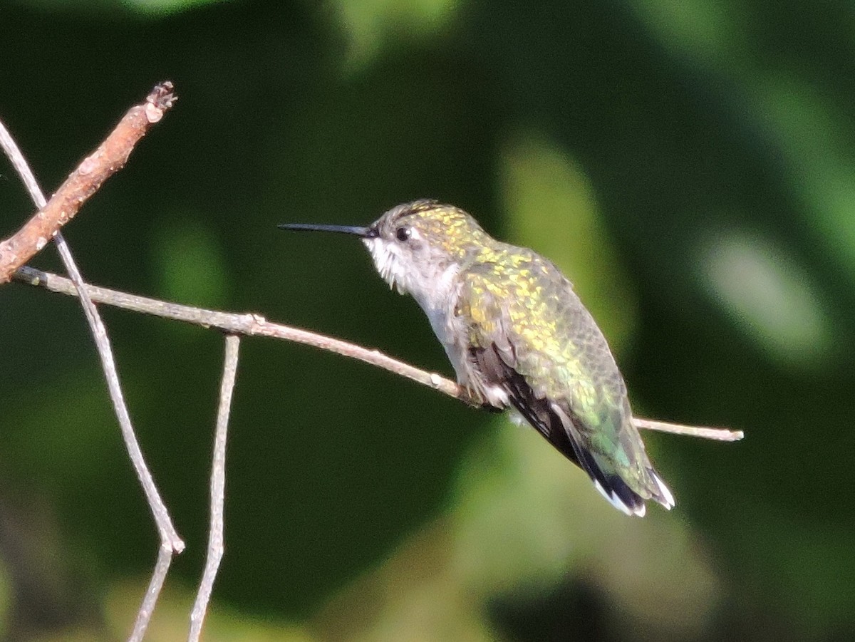 Ruby-throated Hummingbird - Lee Jones