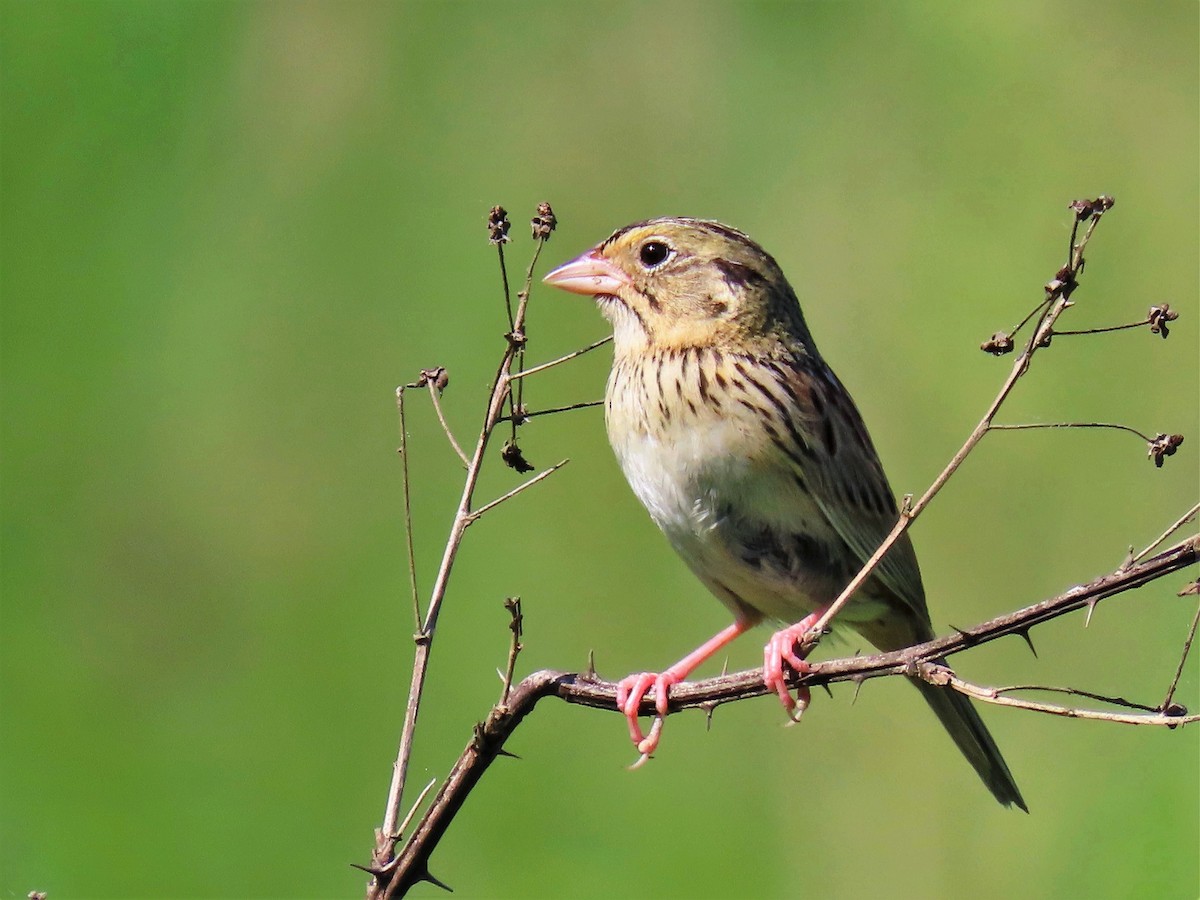Henslow's Sparrow - ML240526921