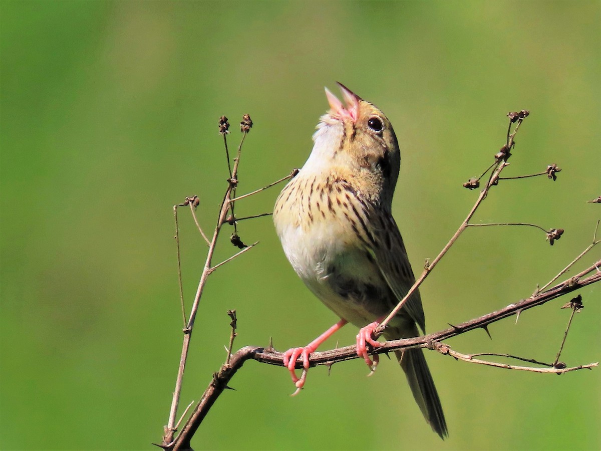 Henslow's Sparrow - ML240526941
