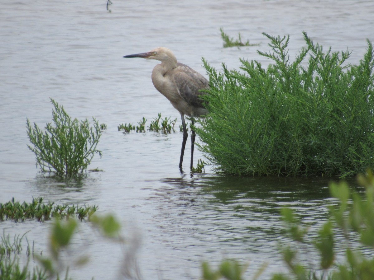 Reddish Egret - ML240526971