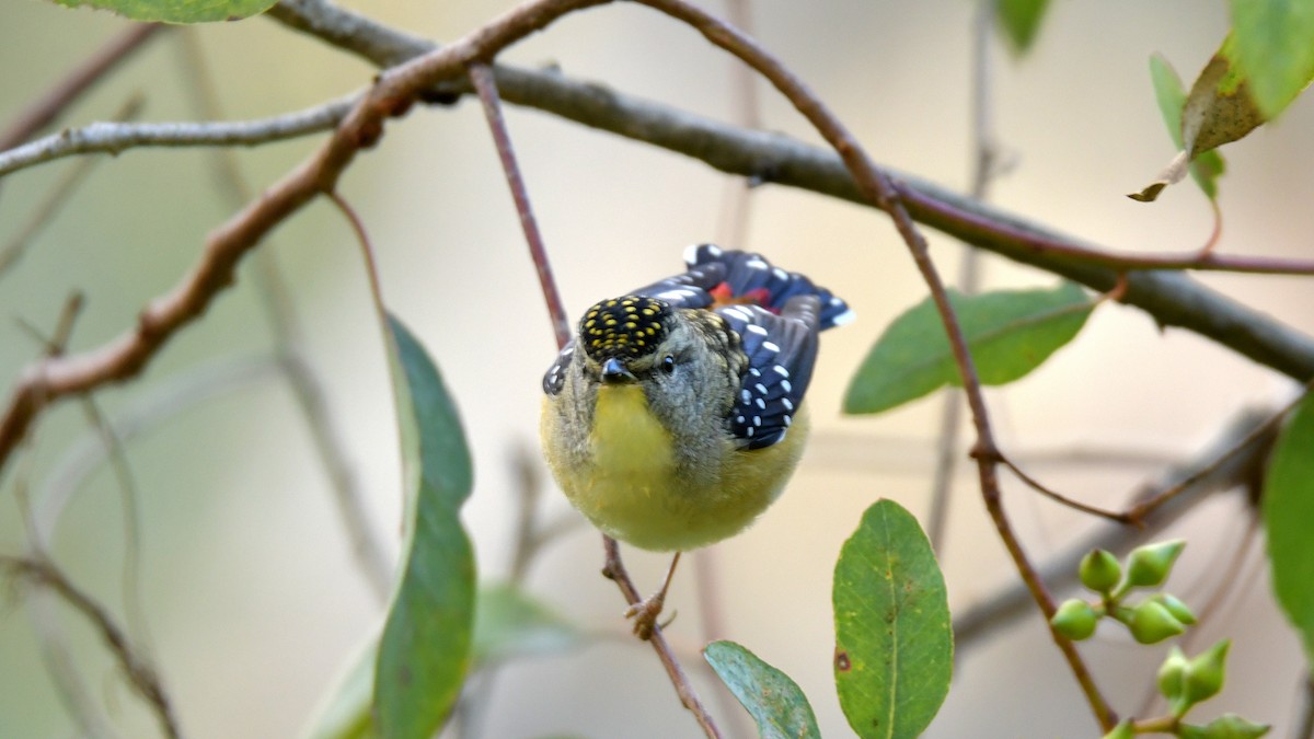 Spotted Pardalote - Elaine Rose