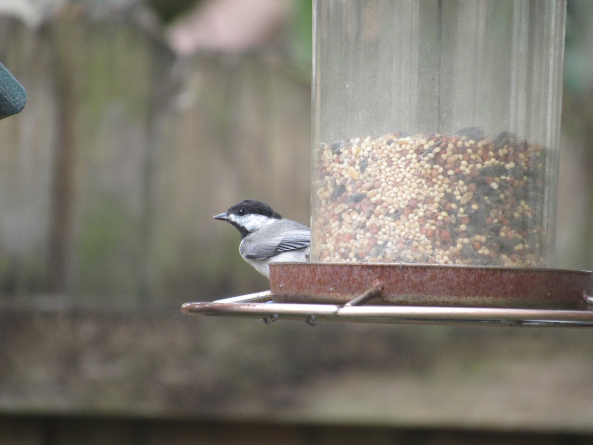 Carolina Chickadee - ML240528511