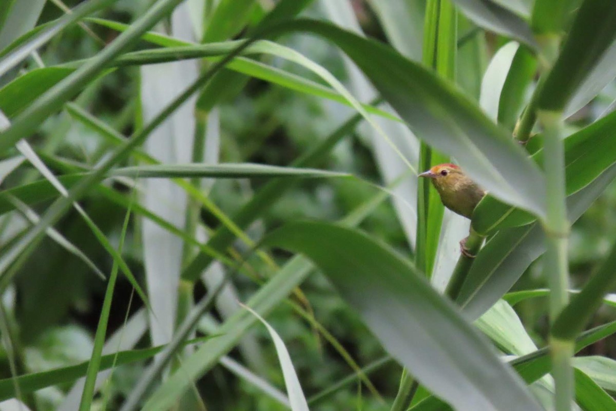 Rufous-capped Babbler - ML240529481