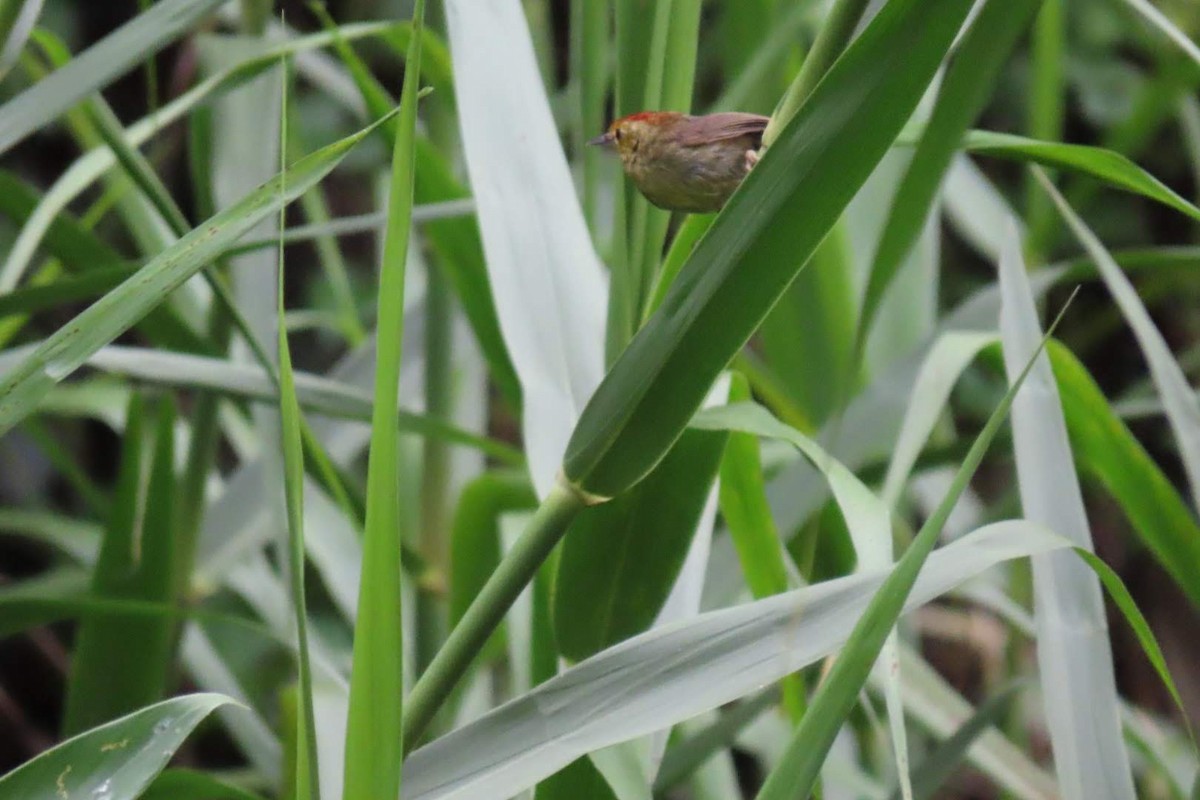 Rufous-capped Babbler - ML240529511