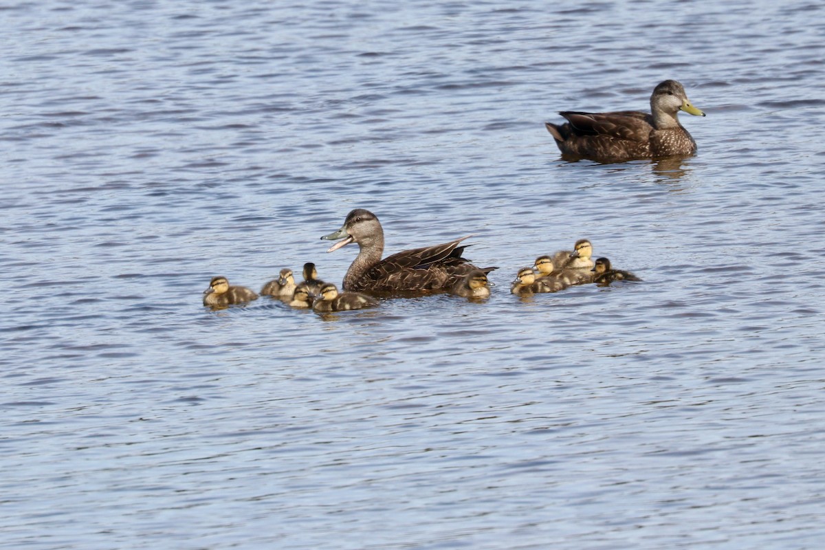 American Black Duck - Aaron Marshall