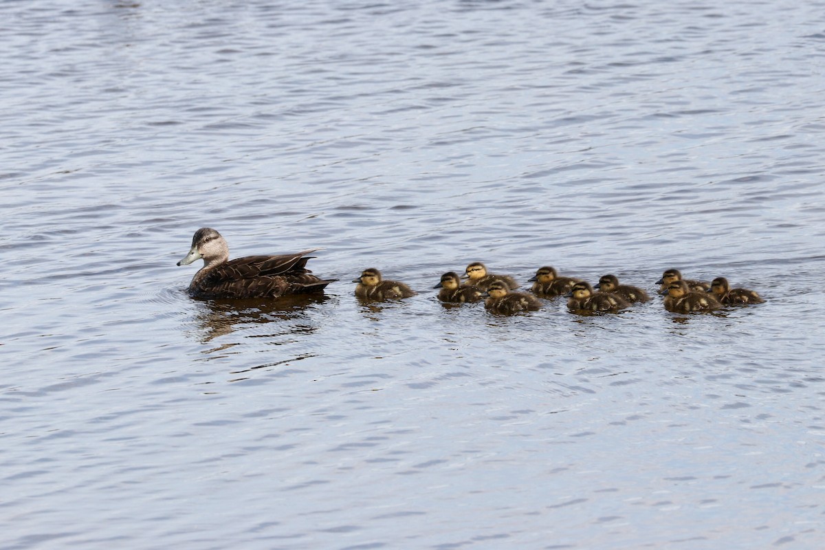 American Black Duck - Aaron Marshall