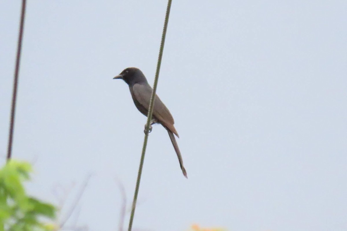 Black Drongo - ML240529581