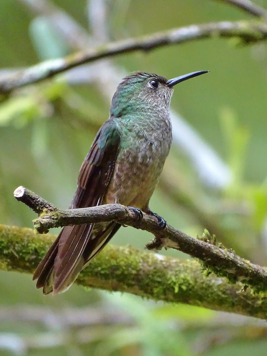Scaly-breasted Hummingbird - Alfonso Auerbach