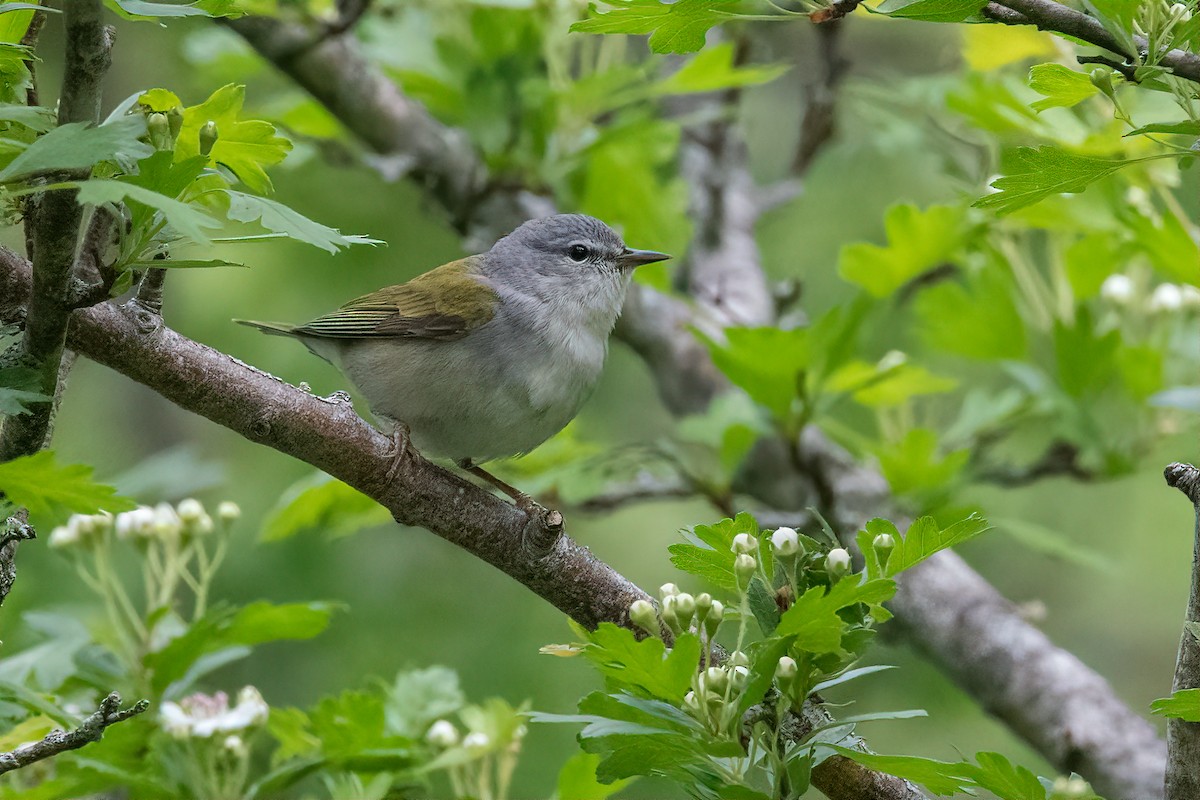 Tennessee Warbler - ML240532731