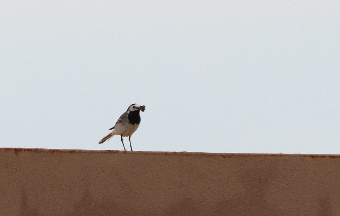 White Wagtail - ML240533121