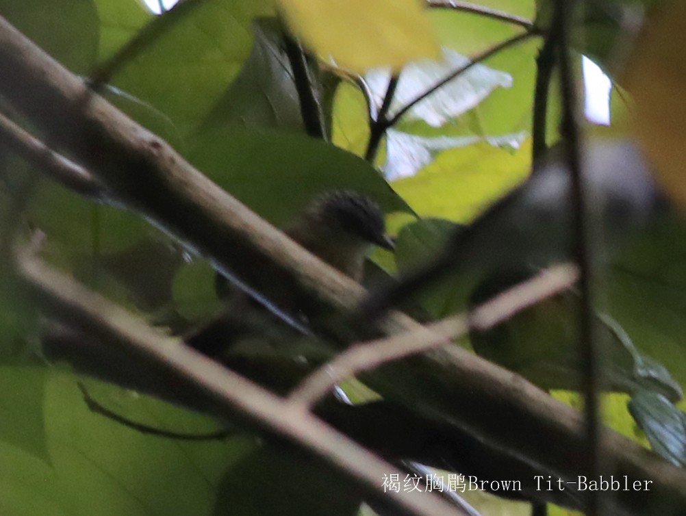 Brown Tit-Babbler - ML240533341