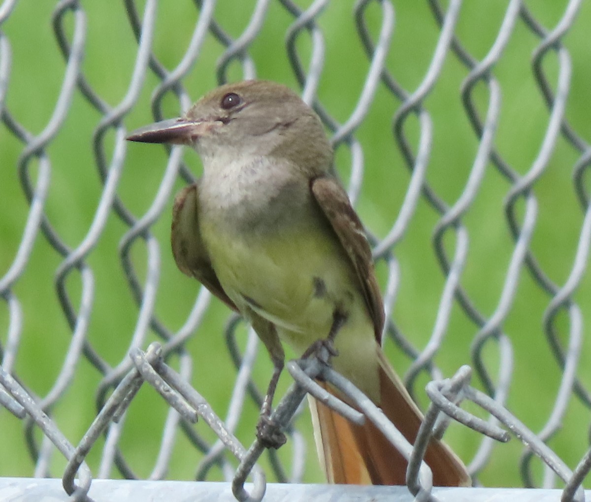 Great Crested Flycatcher - ML240533961