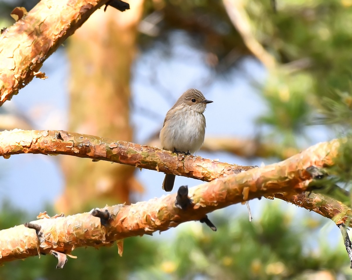 Spotted Flycatcher - ML240534971