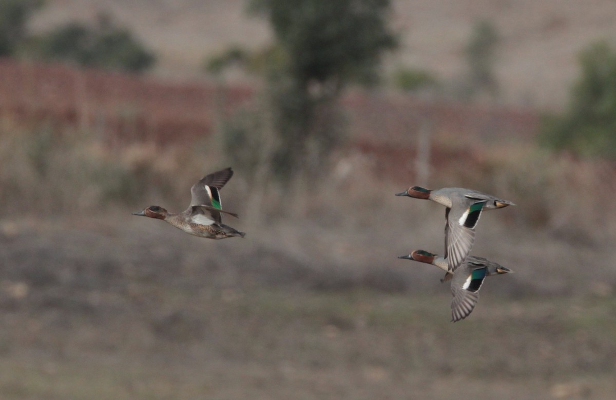 Green-winged Teal - ML240535751