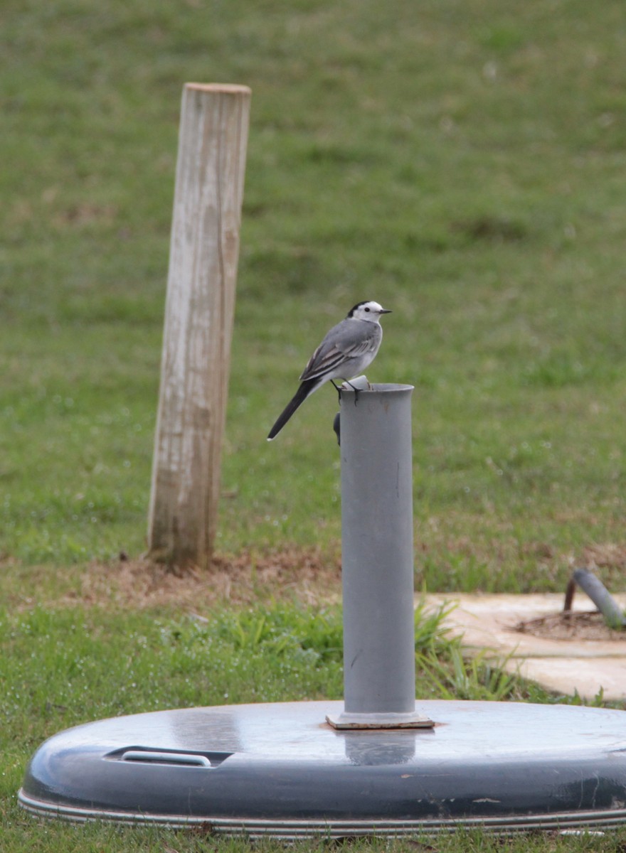 White Wagtail - ML240535861