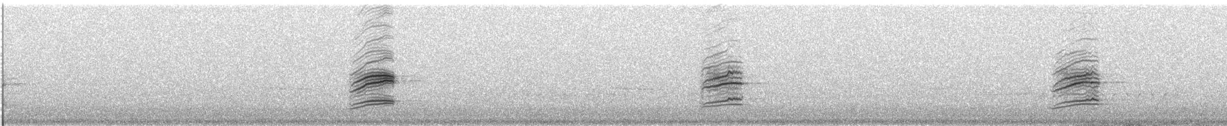 Münzevi Bülbül Ardıcı - ML240538231