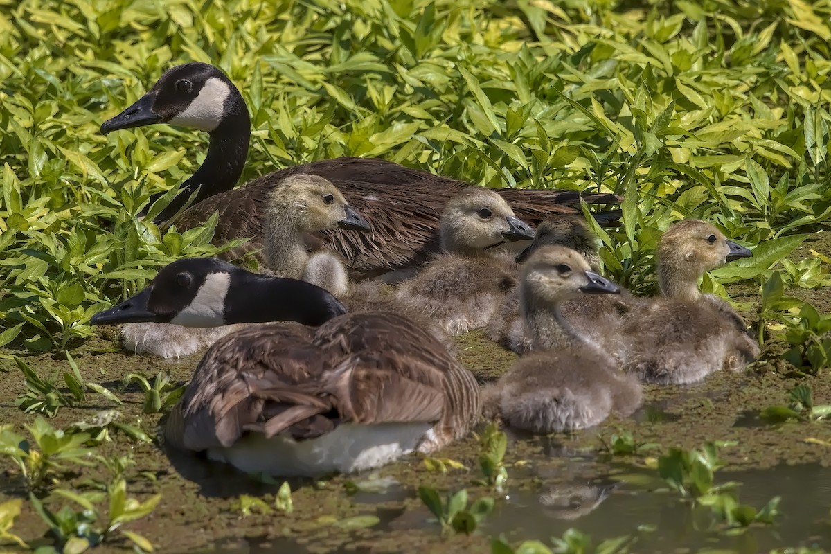 Canada Goose - DigiBirdTrek CA