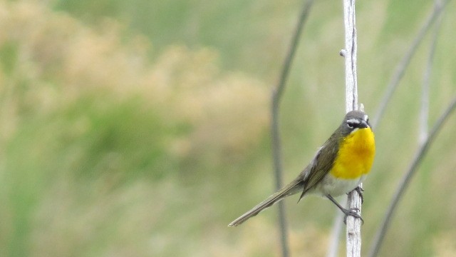 Yellow-breasted Chat - ML240538861