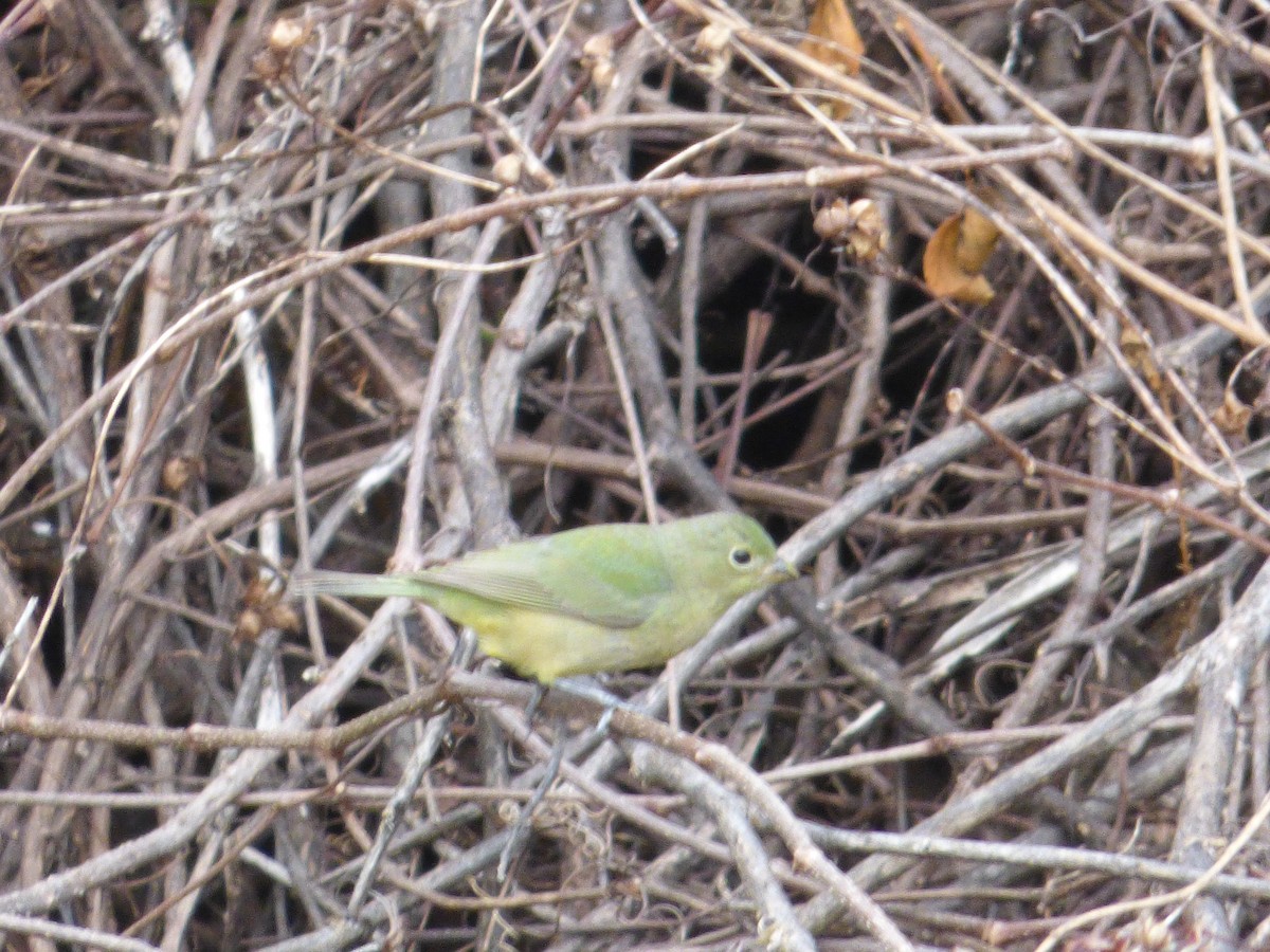 Painted Bunting - ML24053891