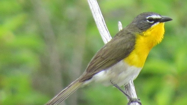 Yellow-breasted Chat - victor fesolowitz