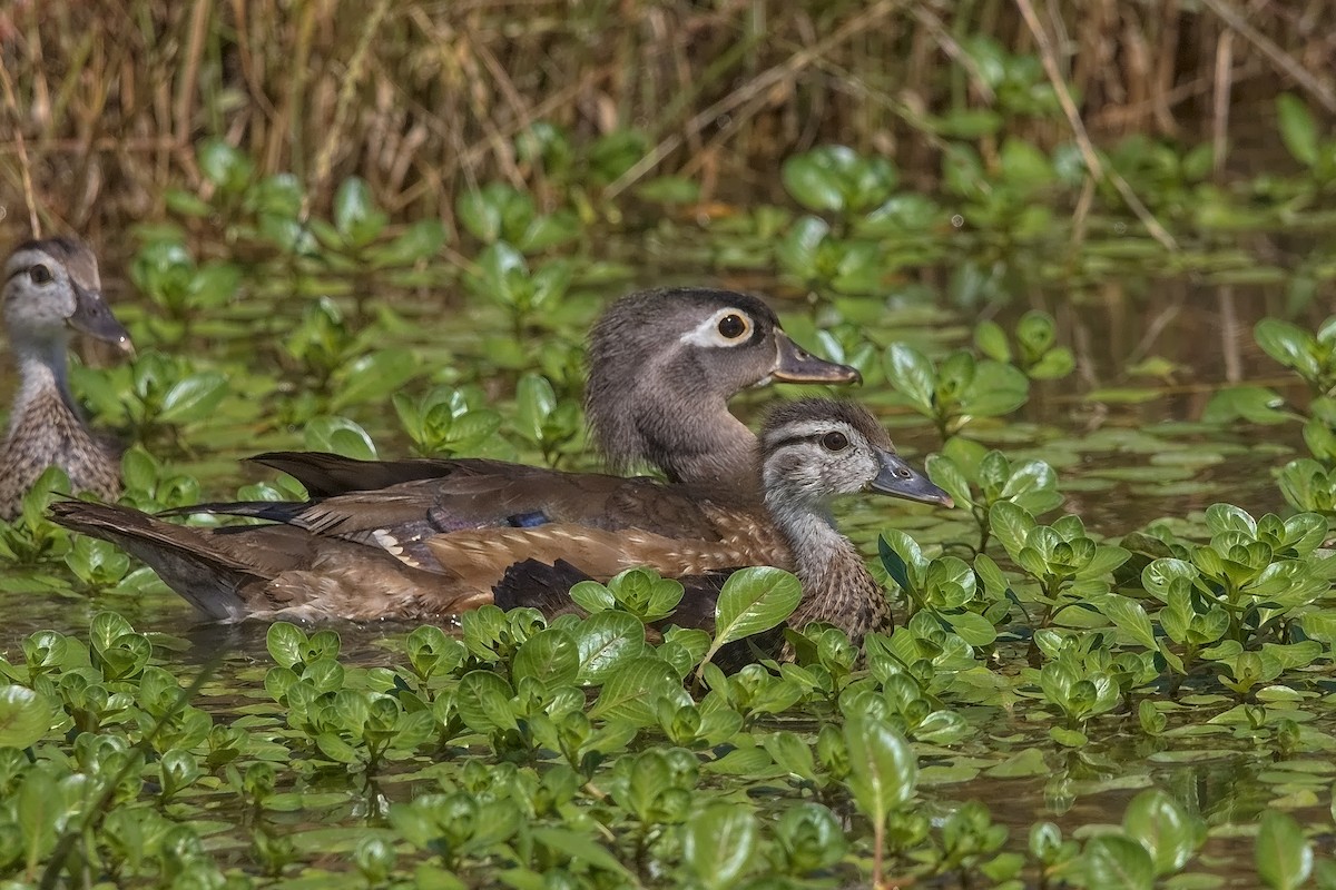 Wood Duck - ML240539021