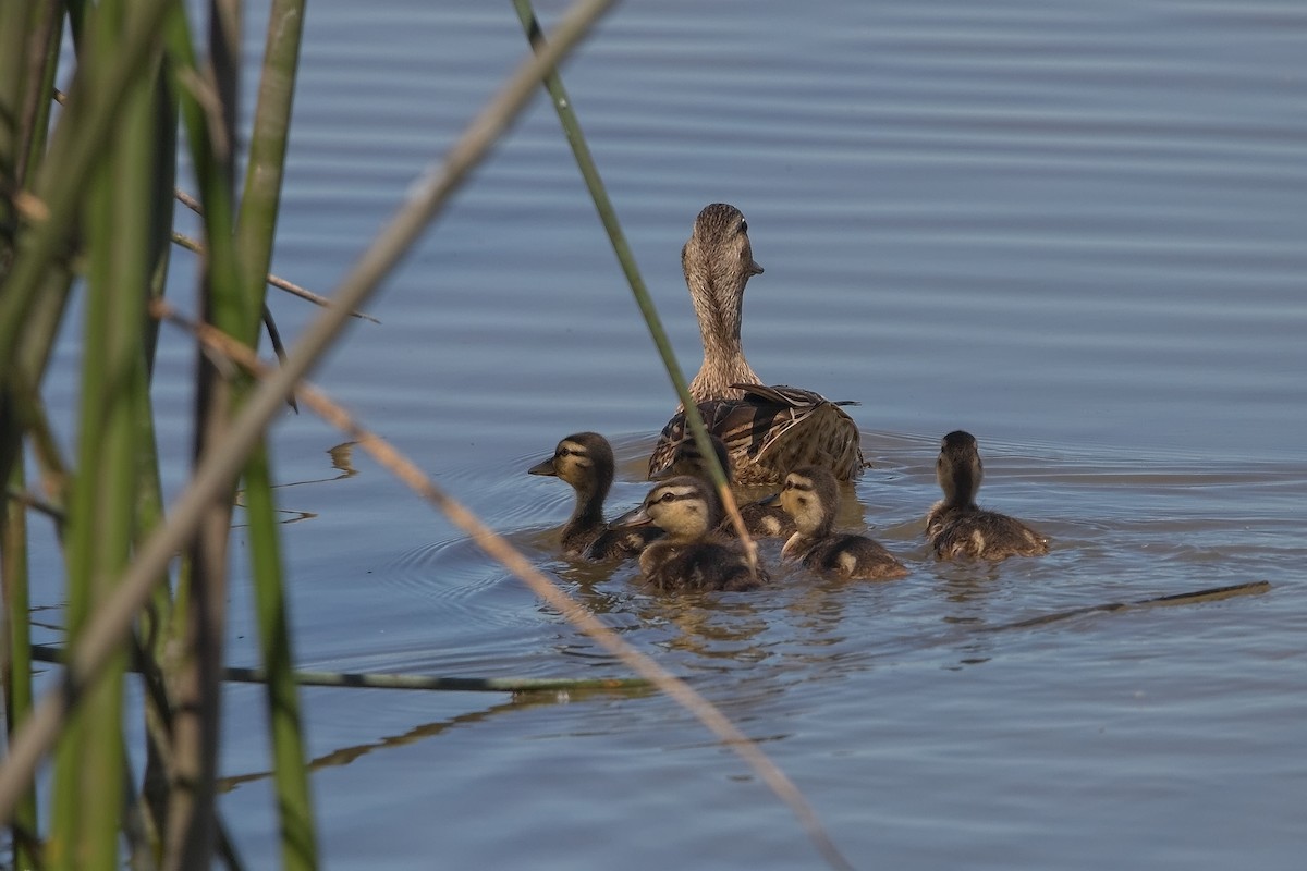 Mallard - ML240539361