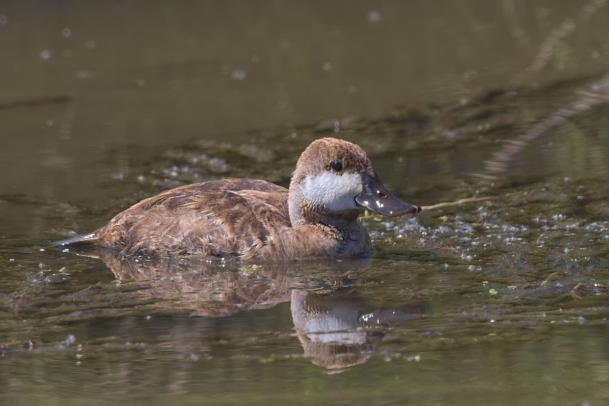 Ruddy Duck - ML240539391