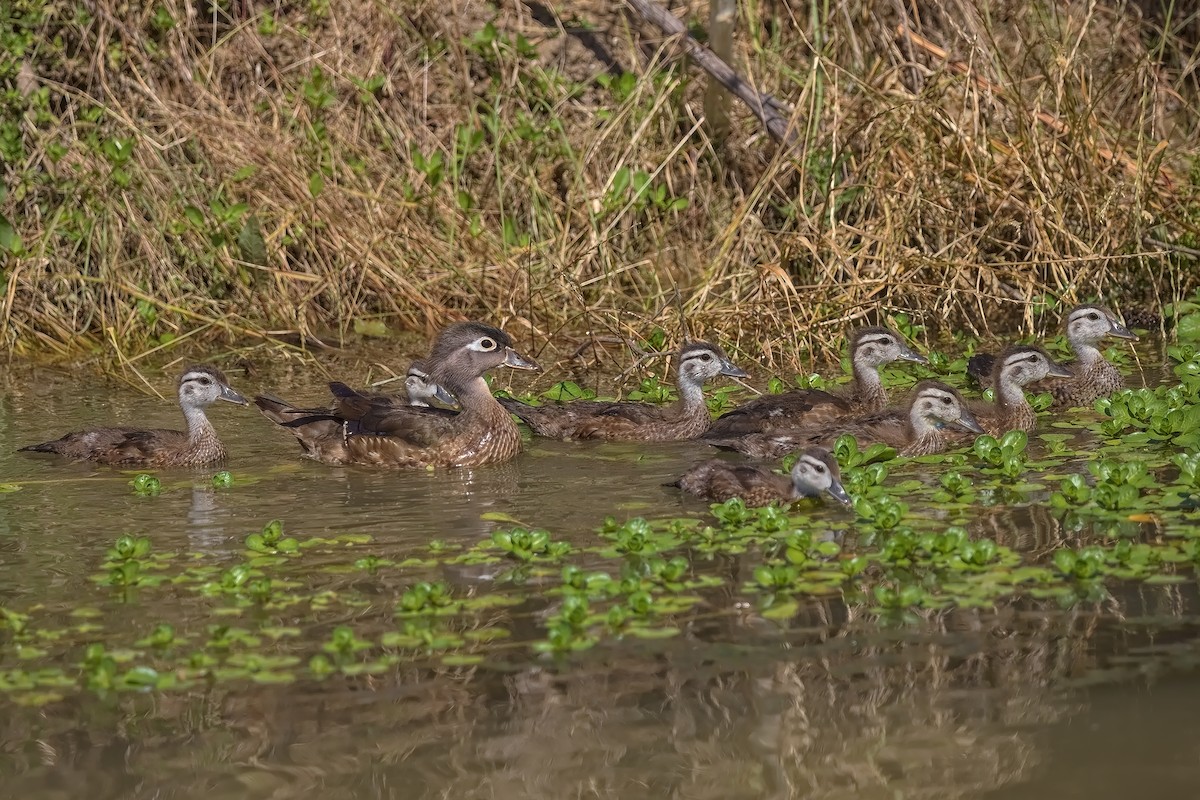 Wood Duck - DigiBirdTrek CA