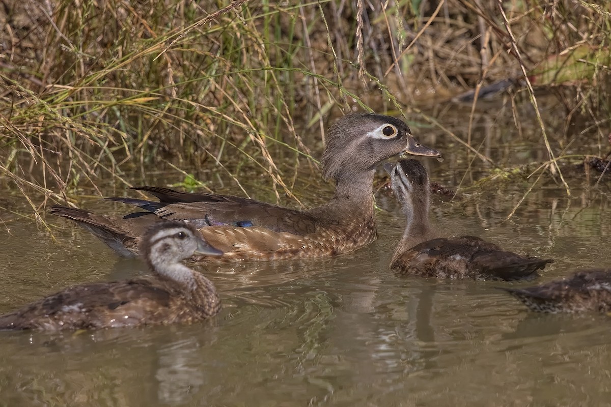 Wood Duck - DigiBirdTrek CA