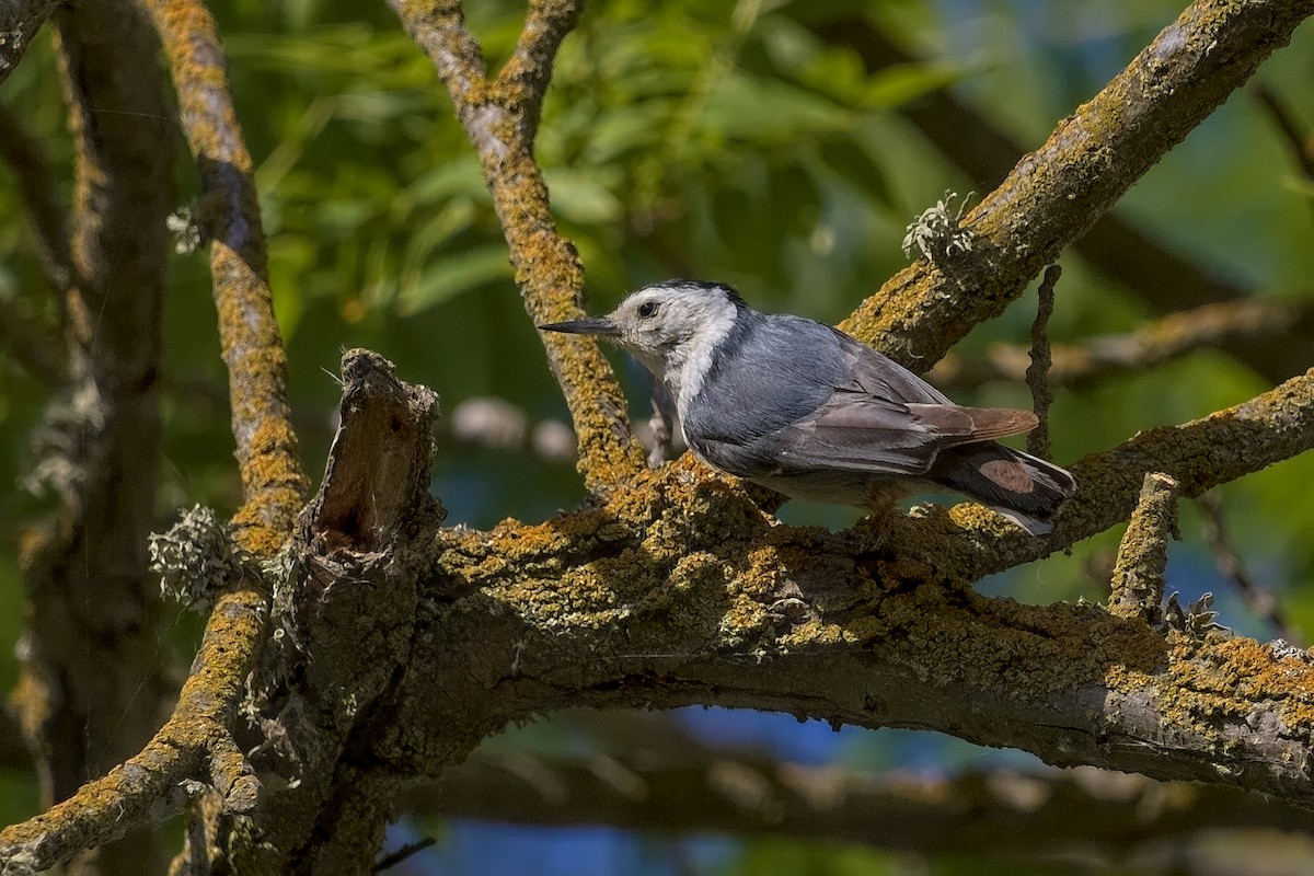 White-breasted Nuthatch - ML240540421