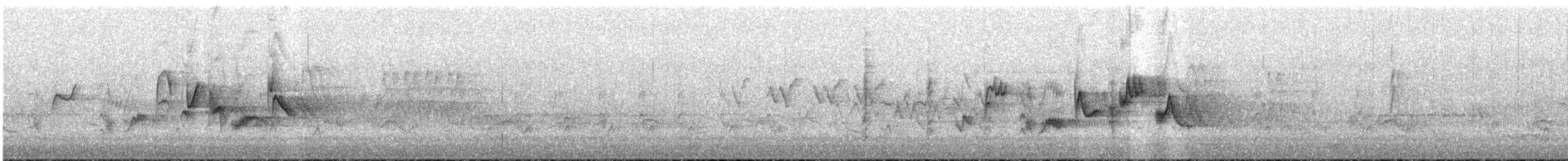 Western Warbling Vireo - ML240540461