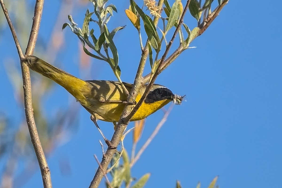 Common Yellowthroat - DigiBirdTrek CA