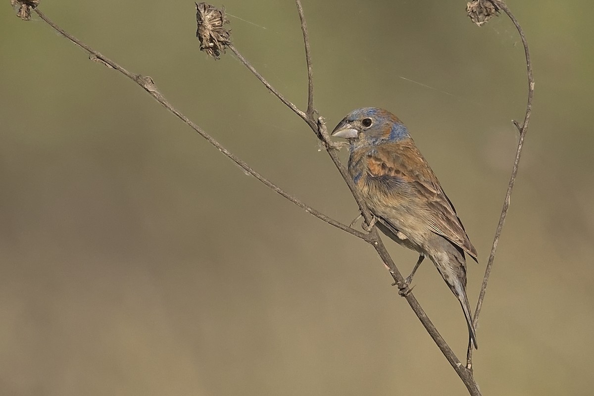 Blue Grosbeak - ML240541081
