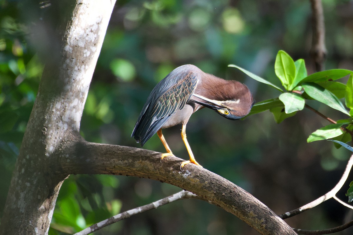 Green Heron - ML240541211