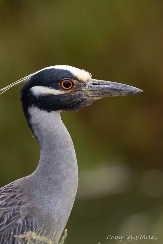 Yellow-crowned Night Heron - ML240541671