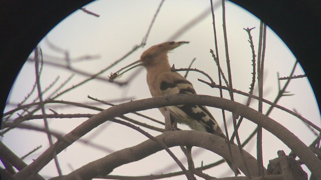 Eurasian Hoopoe - ML240541901